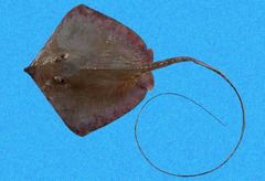 Longnose Stingray photo 2