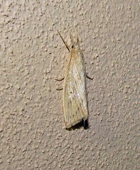 Diatraea saccharalis