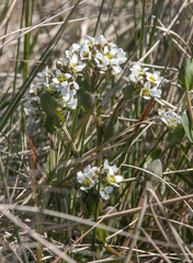 Cochlearia anglica