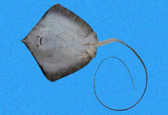 Longnose Stingray photo 3