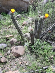 Corryocactus aureus