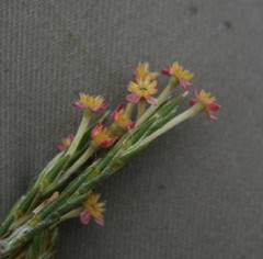 Struthiola macowanii