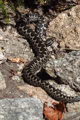 Vipera latastei