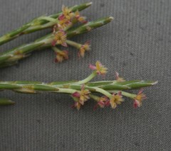 Struthiola macowanii