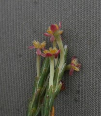 Struthiola macowanii