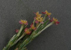 Struthiola macowanii