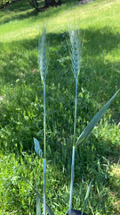 Triticum aestivum
