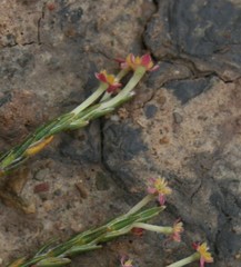 Struthiola macowanii