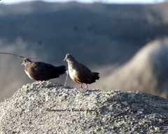 Ptilopachus petrosus