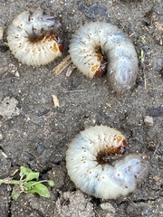 Dynastes tityus