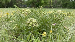 Asclepias asperula capricornu