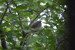 Zonotrichia albicollis