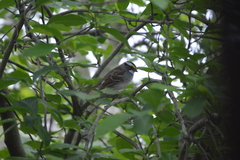 Zonotrichia albicollis