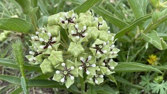 Asclepias asperula capricornu