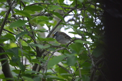 Zonotrichia albicollis