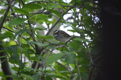 Zonotrichia albicollis