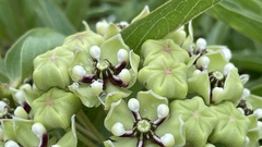 Asclepias asperula capricornu