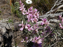 Indigofera brachystachya