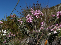 Indigofera brachystachya