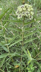 Asclepias asperula capricornu