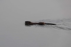 Ondatra zibethicus