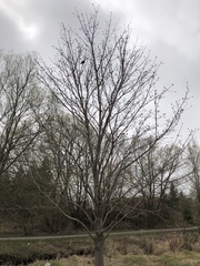 Acer platanoides