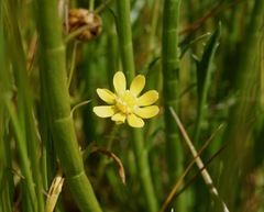 Blennosperma bakeri