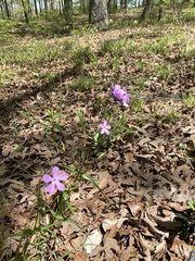 Phlox pilosa