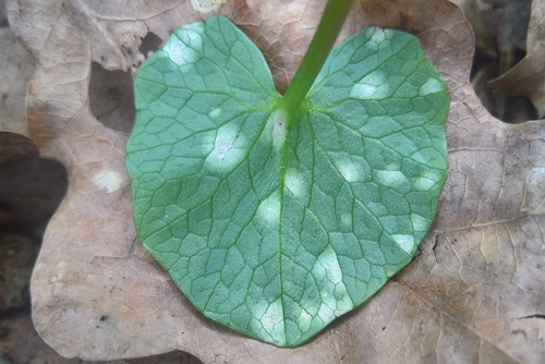 Entyloma ficariae