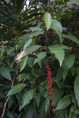 Picramniaceae