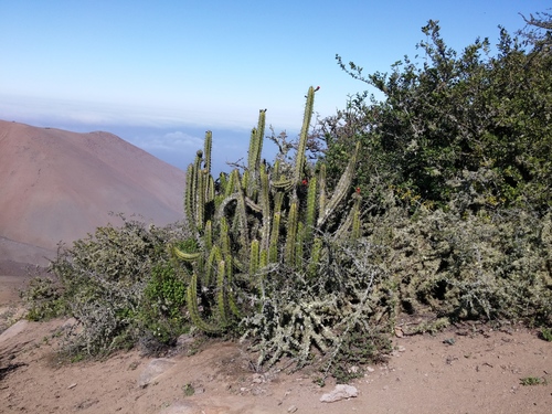 Corryocactus brachypetalus, photograph 3