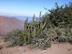 Corryocactus brachypetalus