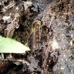Meligramma triangulifera