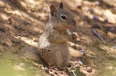 Otospermophilus beecheyi