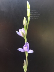 Thelymitra tholiformis