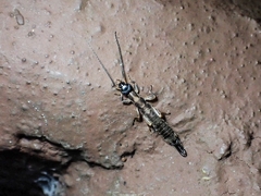 Cranopygia