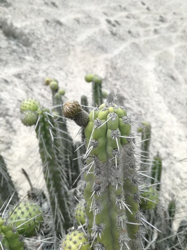 Corryocactus brachypetalus, photograph 2