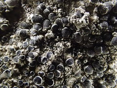 Lecanora campestris
