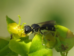 Ectemnius crassicornis