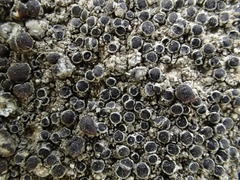 Lecanora campestris
