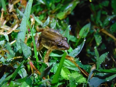 Minervarya syhadrensis