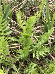 Tanacetum vulgare