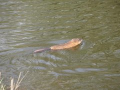 Ondatra zibethicus