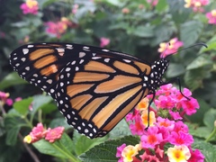 Danaus plexippus