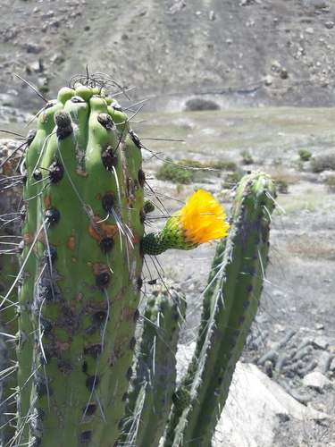 Corryocactus brachypetalus, photograph 1