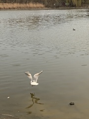 Chroicocephalus ridibundus