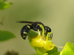 Ectemnius crassicornis