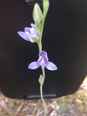 Thelymitra tholiformis