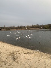 Chroicocephalus ridibundus