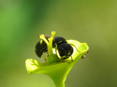 Ectemnius crassicornis